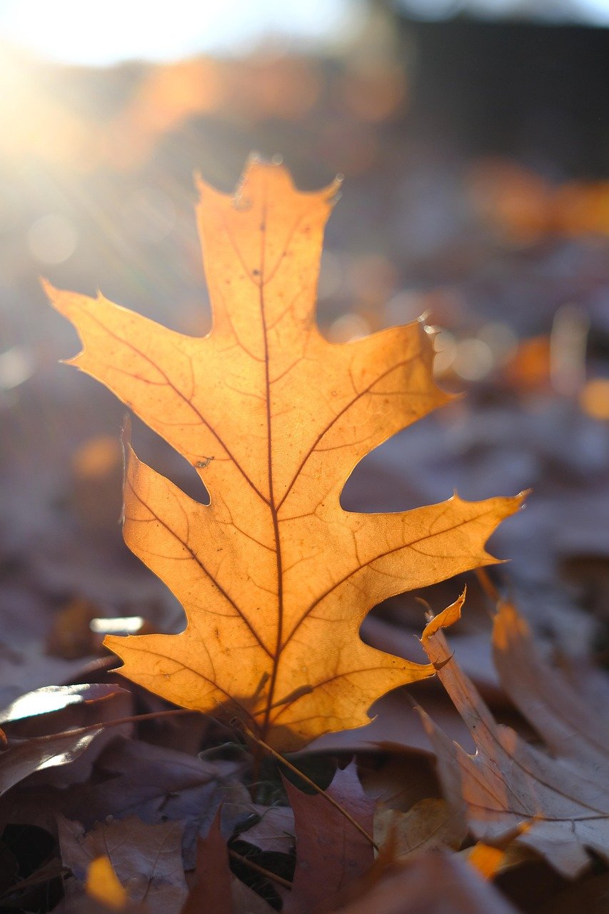 leaf, leaves, fall, autumn color, nature, autumn leaves, autumn colors