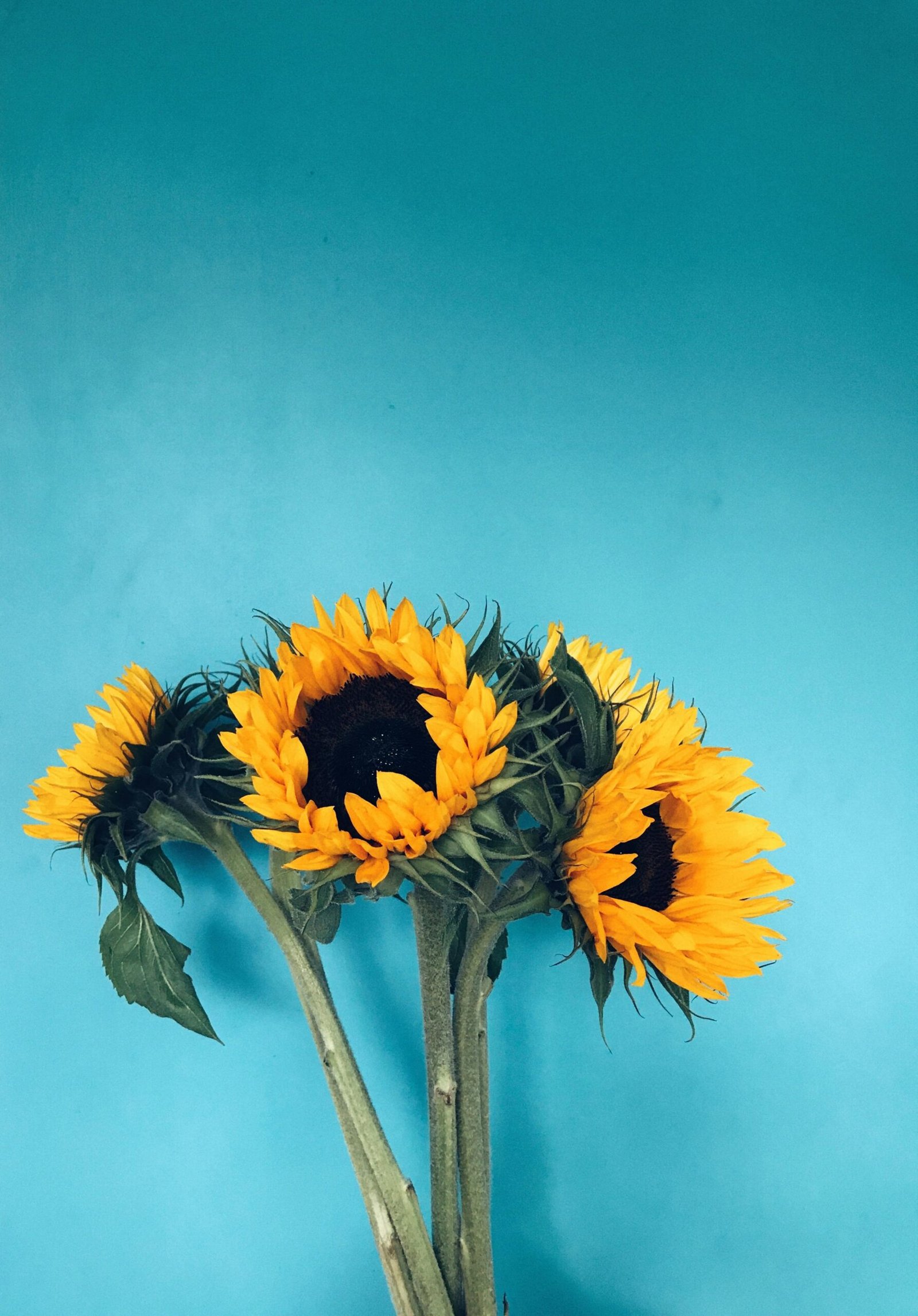 Bright sunflowers with green leaves on a vivid blue background. Perfect summer floral image.